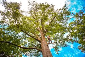 Best Leaf Removal  in Louisa, KY