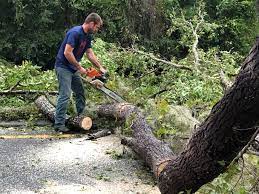 Best Tree and Shrub Care  in Louisa, KY