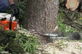 Best Seasonal Cleanup (Spring/Fall)  in Louisa, KY