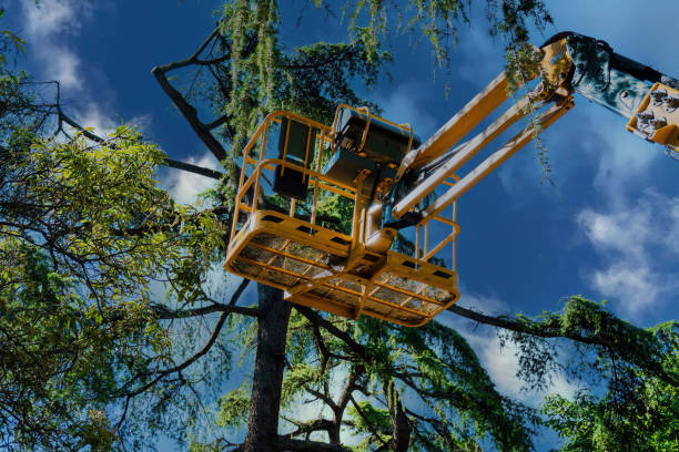 Best Tree Mulching  in Louisa, KY