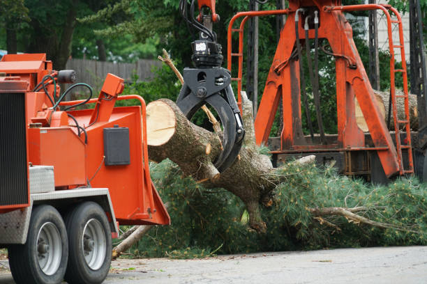 How Our Tree Care Process Works  in  Louisa, KY