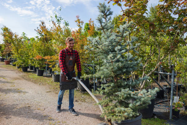 Best Organic Lawn Care Solutions  in Louisa, KY